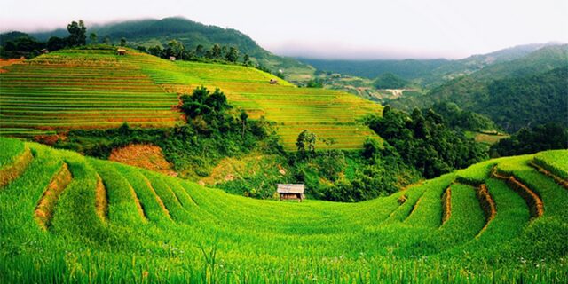 “Ông trùm” cá lóc bông ở An Long