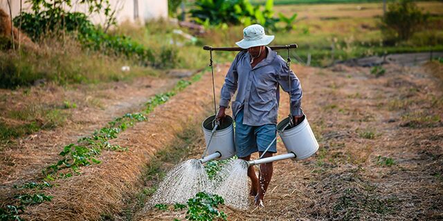 3 giống hoa lay ơn mới